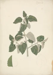 Labiatae (obestämd art): färdig teckning av ett lummigt skott, utan blommor