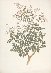 Lawsonia inermis L. (Henna): färdig teckning av ett blommande lövskott