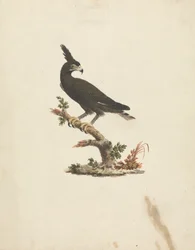 Lophaetus occipitalis (långkrönad örn)