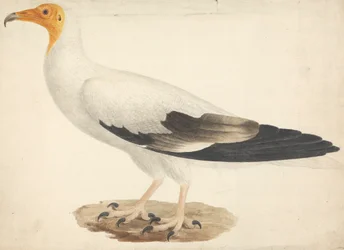 Neophron percnopterus (egyptisk gam)