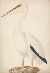 Pelecanus onocrotalus (stor vit pelikan)