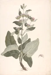 Phlomis herba-venti L. : färdig teckning