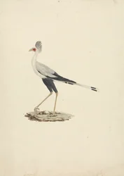 Skytten Serpentarius (sekreterare Bird)