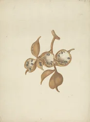 Sterculia africana (Lour.) Fiori: färdig teckning av stam med fröskidor, några öppna visar frön