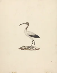 Threskiornis ethiopicus (African Sacred Ibis)