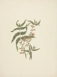 Woodfordia uniflora (A. Rich.) Koehne: färdig teckning av blommande skott