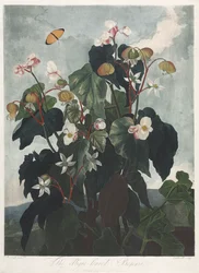 Florans tempel, eller naturens trädgård: Den Obique-bladiga Begonia