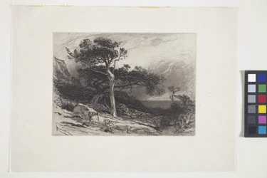 Old Cedars, Coast of Maine (bläck, penna, penna)