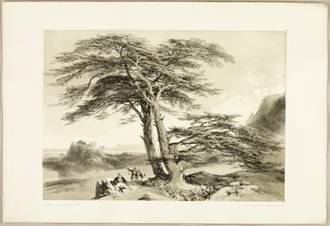 Cederträd från Libanon, från Parken och skogen