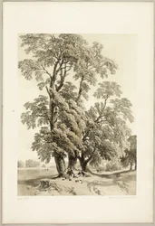 Alm, från Parken och skogen