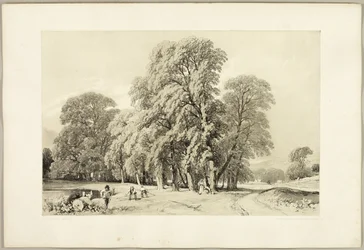 Plataner, från Parken och Skogen