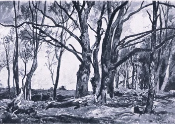 Pollard Willows in Windsor meadows, Nature in Britain publicerad av Collins