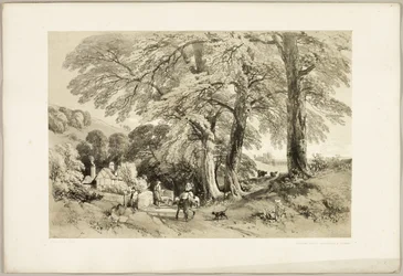 Wych Elm, från Parken och skogen