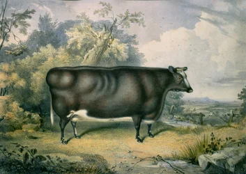 Cottesmores prisbelönta kviga, efter Henry Strafford (verksam 1833-73), 1837