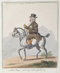 En skotsk ponny, vanligen kallad Galloway, utgiven av Hannah Humphrey 1803 (handkolorerad etsning).