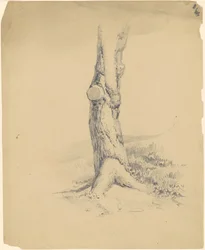 Gammal trädstam