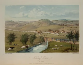 Trinity Estate. St. Mary