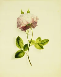En rosa ros,