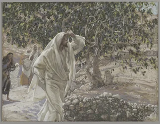 Det förbannade fikonträdet, illustration från Vår Herre Jesu Kristi liv, 1886-94 (wc över grafit på papper)