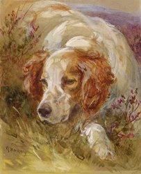 En spaniel (wc och kroppsfärg på papper)