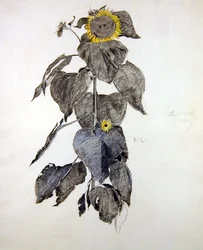 Solrosor (kol & akvarell på papper)