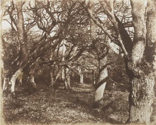 En titt i Leigh Woods, 1853-56.