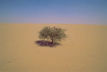 Isolerat träd i en öken i Niger, Afrika.Kanske "Arbre du Tenere" eller till synes gr...
