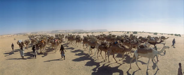 Panorama över en saltkamelkaravan utanför Fachi. NÄRA FACHI, NIGER.