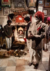 Heliga råttor bor i Karni Mata-templet till den hinduiska gudinnan Bhagwati Karniji i Deshnoke, Rajasthan, Indien