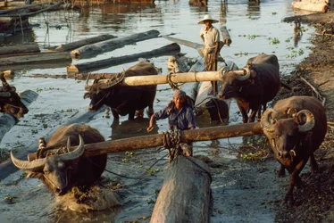 Vattenbufflar drar upp lövträstockar ur floden och upp på flak. Irrawaddy-floden...