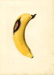 Banan (Musa) (akvarell)