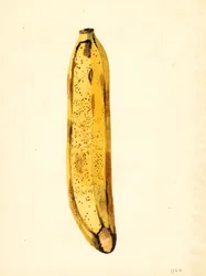 Banan (Musa) (akvarell)