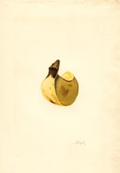 Banan (Musa) (akvarell)
