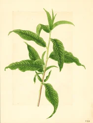 Gren med gröna blad från Elberta persikoträd (Prunus persica: Elberta) (akvarell)