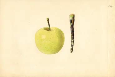 Golden Delicious-äpple (Malus domestica) (akvarell)