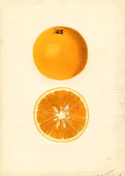 Homosassa Apelsiner (Citrus sinensis) (akvarell)