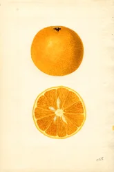 Mallorcas apelsiner (Citrus sinensis) (akvarell)