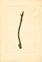 Kvist av apelsinträd (Citrus sinensis: Valencia) (akvarell)