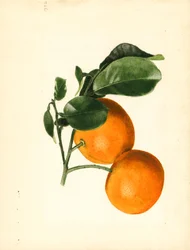 Apelsiner (Citrus aurantium: Sour x 2/3) (akvarell)