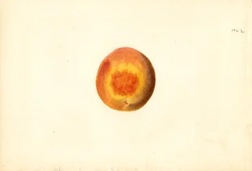 Persika (Prunus persica: Elberta) (akvarell)