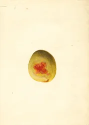 Persika (Prunus persica: Elberta) (akvarell)