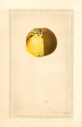 Russet Apple (Malus domestica) (akvarell)