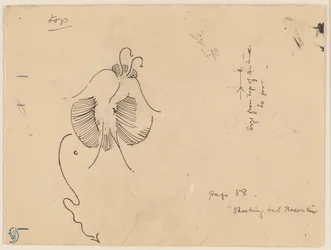 Fjäril (recto); Fragment av fjäril (verso)
