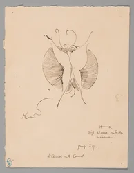 Fjäril (recto); Fragment av fjäril (verso)