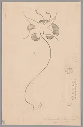 Fjäril (recto); Studie av fjäril (verso)