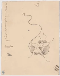 Fjäril "Encountered" (recto); Skiss till bakstycke (verso)