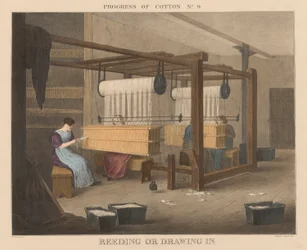 Progress of Cotton: #9 - Reeding eller dra in