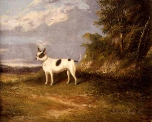 En terrier i ett landskap