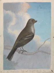 En fågel