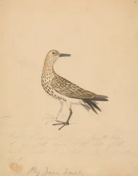 En fågel